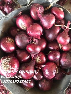 Public product photo - We are Alshams company for general import and export from egypt.🇪🇬
We can supply all kinds of agricultural products with high quality and best price
Now will offer ✨Red onions ✨
Packing :25kilo per mesh bag  
For more information contact With us💥
Whatsapp : 00201016785541
Email : alshams.info@yahoo.com
And visit our website :www.alshamsexporting.com
Sales manager
Mrs / donia mostafa
